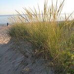 Calamagrostis breviligulata Vivejo