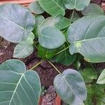 Ficus nymphaeifolia Лист