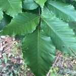 Fagus grandifolia Leaf