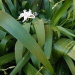 Iris japonica Leaf