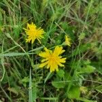 Crepis biennisFlor