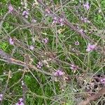 Verbena menthifolia Flower