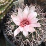 Gymnocalycium pflanzii Blüte