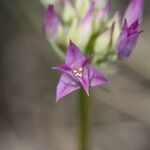 Allium acuminatum ফুল