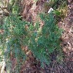 Cyrtomium macrophyllum Habit
