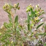 Trichodesma marsabiticum Leaf