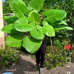 Alocasia macrorrhizos Листок