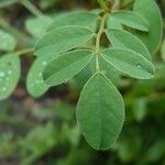 Hedysarum coronarium Leaf