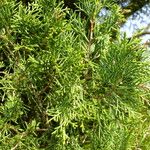 Chamaecyparis thyoides Hoja