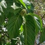 Morinda citrifolia Плід