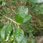 Coprosma repens List