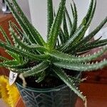 Aloe humilis Hoja