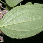 Miconia costaricensis Leaf