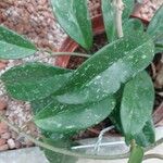 Hoya purpureofusca Leaf