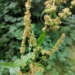 Rumex obtusifoliusŽiedas