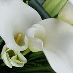 Zantedeschia aethiopica Flower