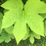 Sorbaria kirilowii Folha