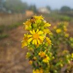 Dittrichia graveolens Blomma