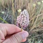 Allium acutiflorum Bloem