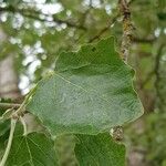 Populus alba Blatt