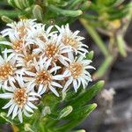 Diplostephium glutinosum Flor