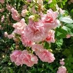 Rosa abietina Kvet