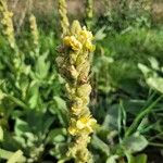 Verbascum densiflorum പുഷ്പം