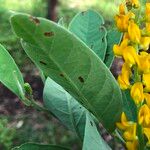 Crotalaria mitchellii Цветок