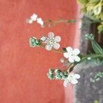 Omphalodes linifolia Цвят