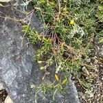 Helianthemum canum Habitus