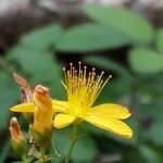 Hypericum pulchrum Fleur
