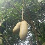 Kigelia africana Meyve