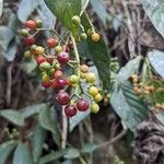 Psychotria carthagenensis Fruto