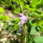 Lathyrus glandulosus Flower