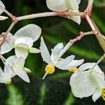 Begonia solimutata പുഷ്പം