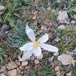 Colchicum cupanii Квітка