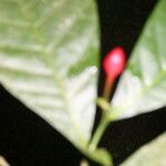 Ravenia rosea Frukto