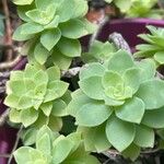 Sedum palmeri List