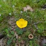 Ranunculus paludosusBlomst