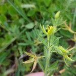 Ludwigia grandiflora Cvet
