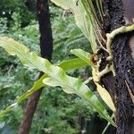 Microsorum pappei Blatt