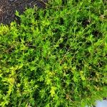 Ernodea littoralis Hoja