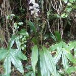 Calanthe sylvatica Costuma