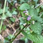 Ballota nigra Flower