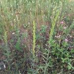 Solidago puberula Flower