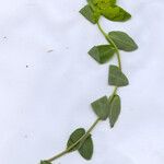 Euphorbia verrucosa Leaf