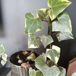 Hedera helixLehti