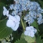 Hydrangea arborescensFiore