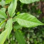 Rosa chinensis Leaf