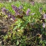 Corydalis solida Hábito